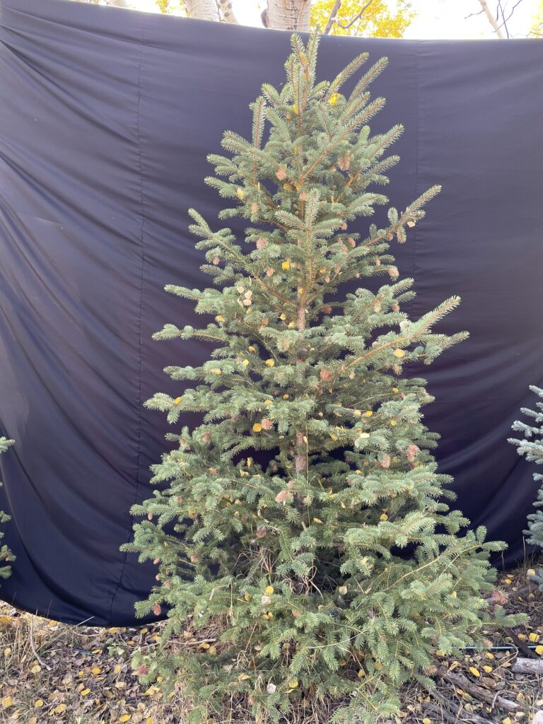 1th 3th tree 8f
