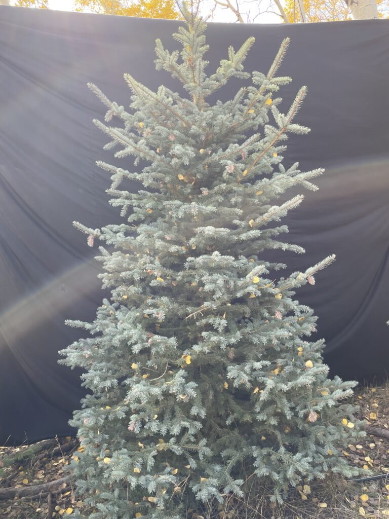 1th 4th tree 9f