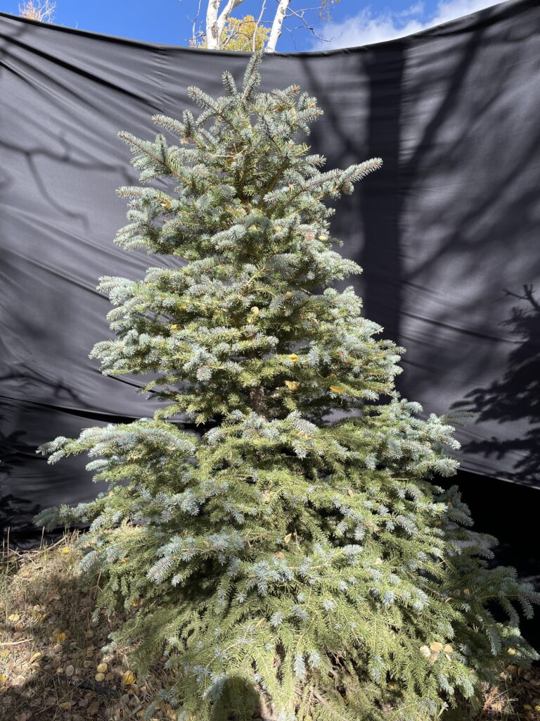11th 2th tree 6f