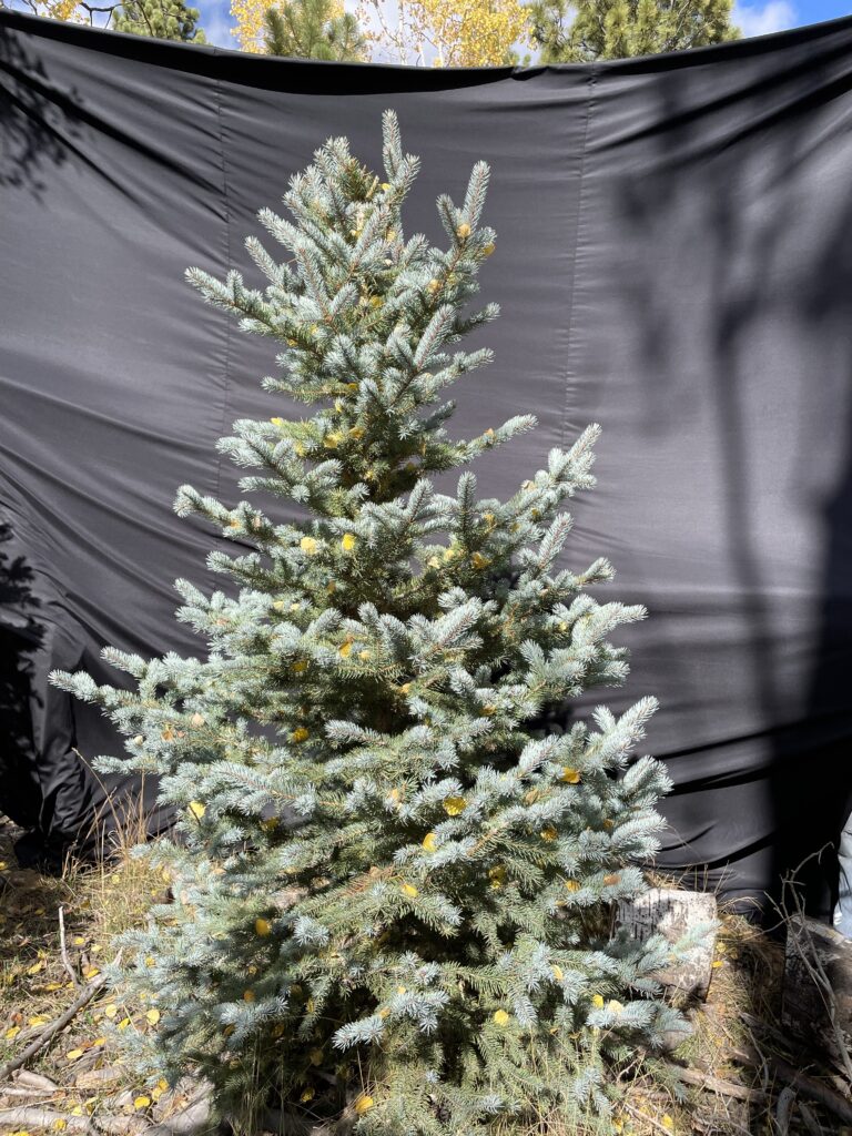 2th 13th tree 8f