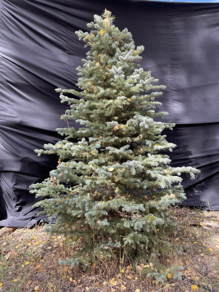 4th row 6th tree 8f