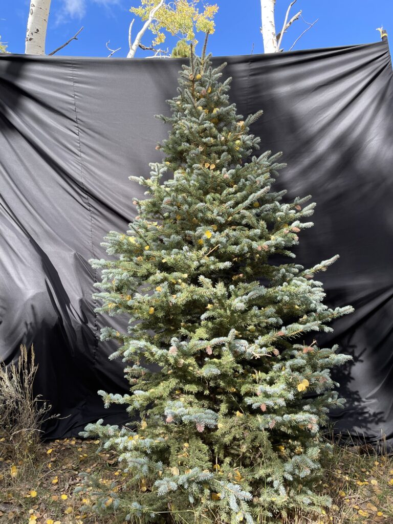 4th 7th tree 10f