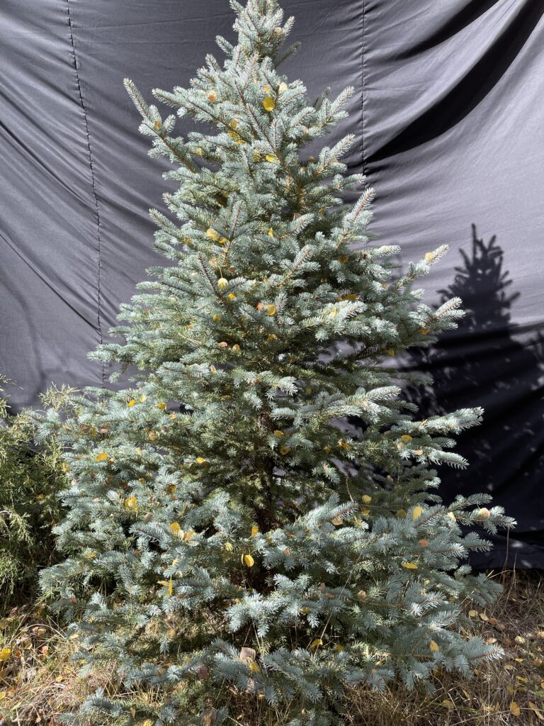 5th 15th tree 8f