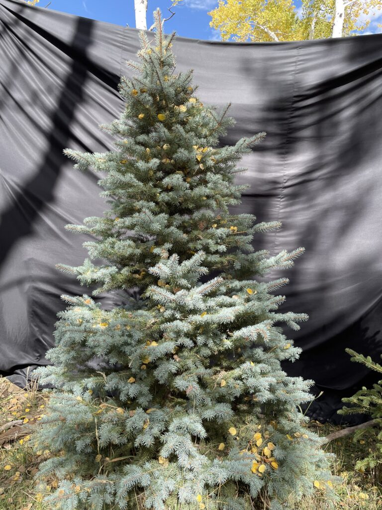 5th 7th tree 9f