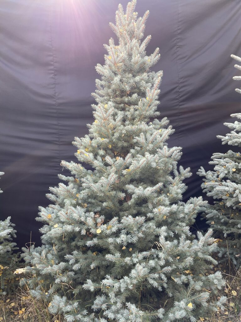 7th 10th tree 9f