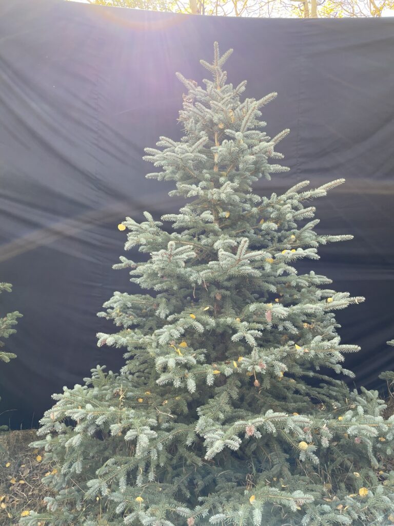 7th 4th tree 8f
