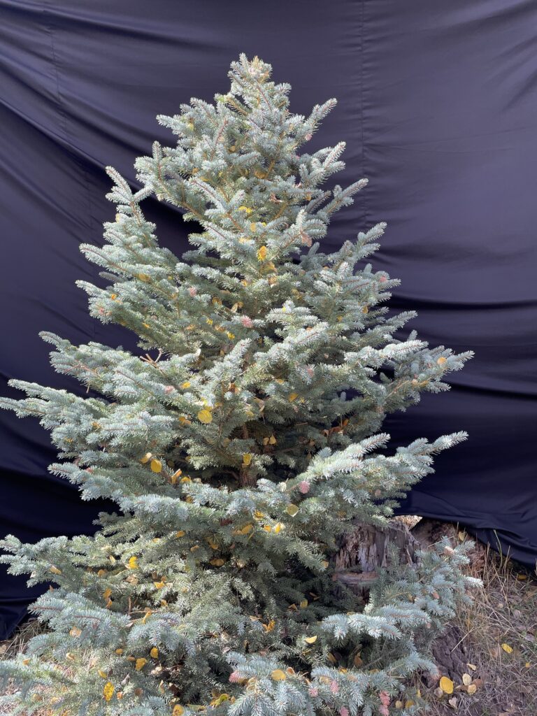 9th 7th tree 6f