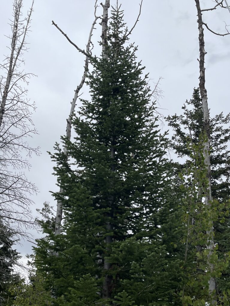 lower fork road 2 20'