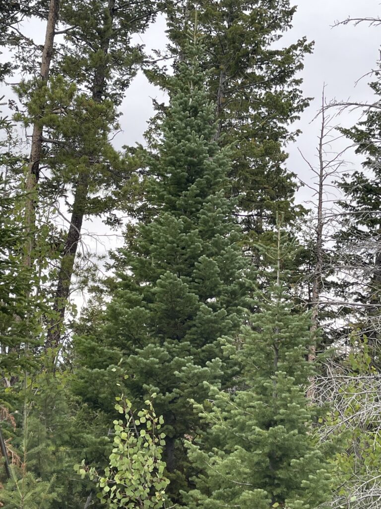 lower fork road 3 14'