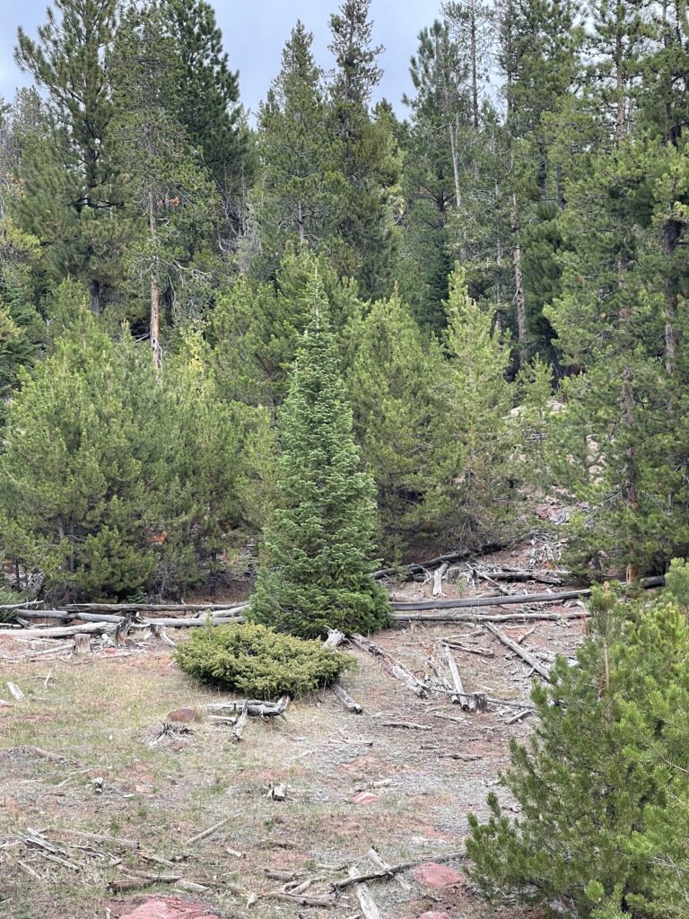 sawmill dr. 1