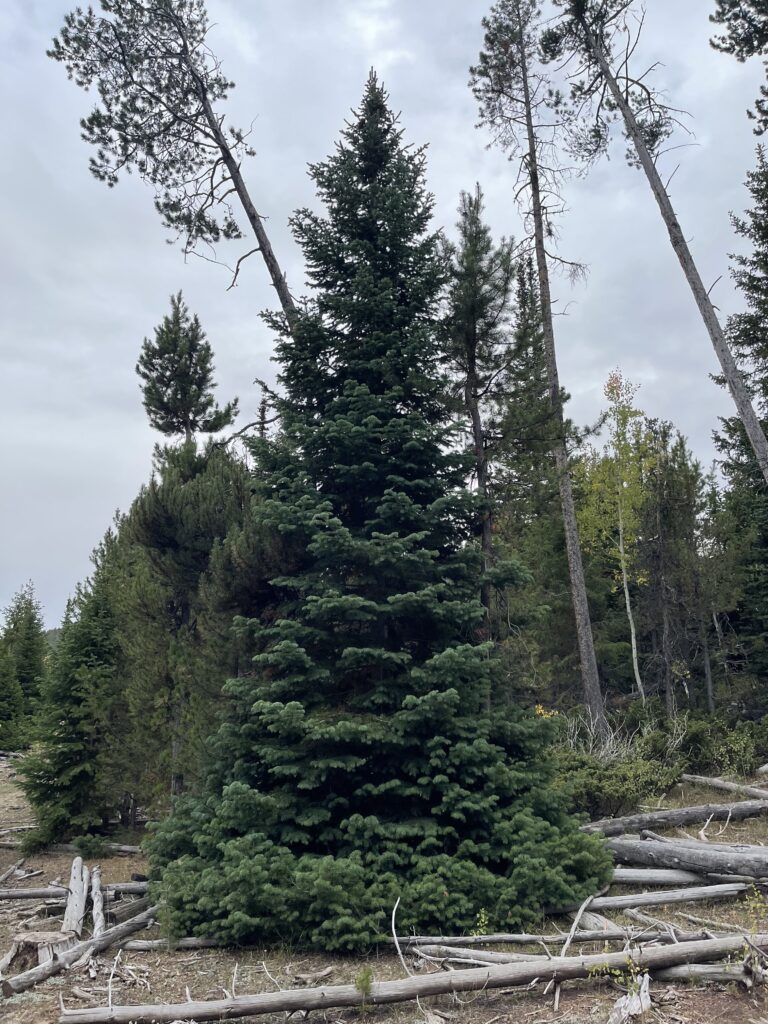 sawmill dr. 2=24’